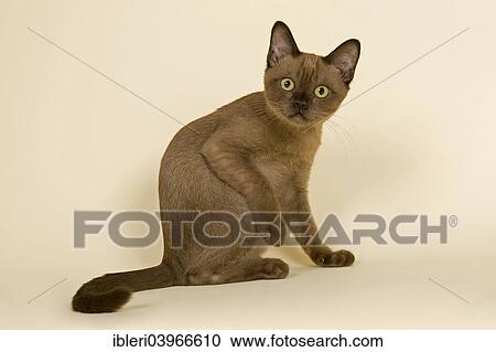 "Tonkinese cat, 4 months, male, Seal Sepia" View Large Photo Image Stock Image - "Tonkinese cat, 4 months, male, Seal Sepia". Fotosearch