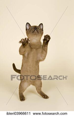 "Tonkinese cat, 4 months, male, Seal Sepia, stands on his hind legs" View Large Photo Image Stock Image - "Tonkinese cat, 4 months, male, Seal Sepia, stands on his hind legs". Fotosearch