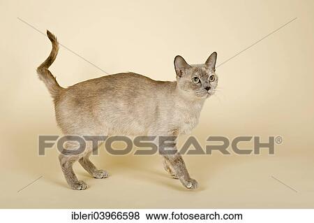Stock Photo - "Tonkinese cat, 4 years, Blue Cream Smoke Sepia". Fotosearch