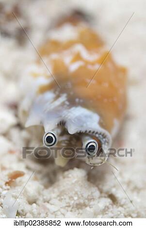 "Toothed Conch (Strombus dentatus), adult, eyes, in sand at night, Wayilbatan Island, Raja Ampat Islands, Four Kings, West Papua, New Guinea, Indonesia, Southeast Asia, Asia" View Large Photo Image Stock Image - "Toothed Conch (Strombus dentatus), adult, eyes, in sand at night, Wayilbatan Island, Raja Ampat Islands, Four Kings, West Papua, New Guinea, Indonesia, Southeast Asia, Asia". Fotosearch