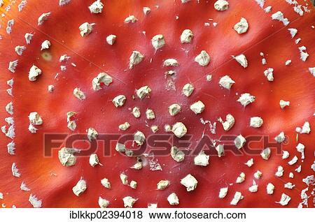 "Top of a Fly Agaric (Amanita muscaria), near Boxberg, Saxony, Germany, Europe" View Large Photo Image Stock Photo - "Top of a Fly Agaric (Amanita muscaria), near Boxberg, Saxony, Germany, Europe". Fotosearch