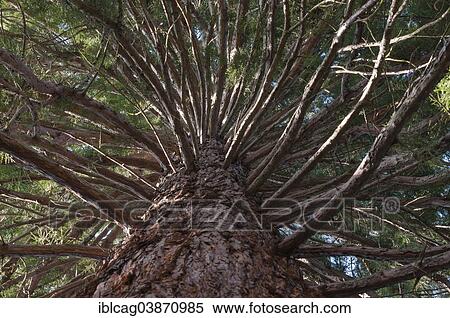 Stock Photography - "Top of a Giant Sequoia (Sequoiadendron giganteum), Botanical Garden, Frankfurt am Main, Hesse, Germany, Europe". Fotosearch