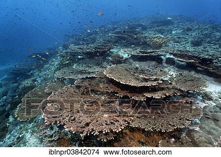 "Top reef with terraced Acropora corals (Acropora sp. ) and various types of damselfish (Pomacentridae), Dimaniyat Islands nature reserve, Al Batinah region, Oman, Asia" View Large Photo Image Picture - "Top reef with terraced Acropora corals (Acropora sp. ) and various types of damselfish (Pomacentridae), Dimaniyat Islands nature reserve, Al Batinah region, Oman, Asia". Fotosearch
