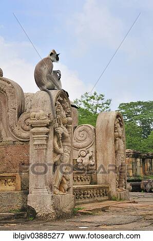 Stock Photo - "Toque Macaque (Macaca sinica) at the stairs to the round reliquary house of Vatadage, UNESCO World Heritage Site, Polonnaruwa, North Central Province, Sri Lanka, Asia". Fotosearch