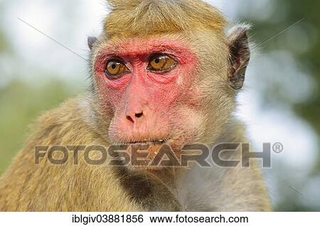 Stock Photograph - "Toque Macaque (Macaca sinica), portrait, Anuradhapura, North Central Province, Sri Lanka, Asia". Fotosearch