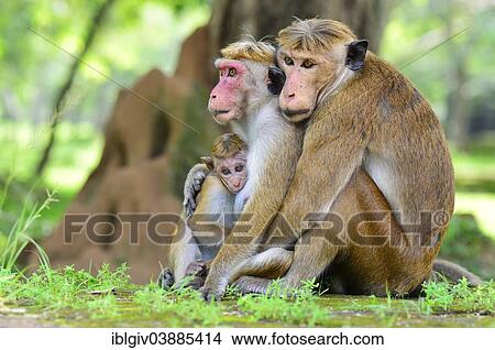 "Toque Macaques (Macaca sinica), monkey family, cuddling, Polonnaruwa, North Central Province, Sri Lanka, Asia" View Large Photo Image Picture - "Toque Macaques (Macaca sinica), monkey family, cuddling, Polonnaruwa, North Central Province, Sri Lanka, Asia". Fotosearch