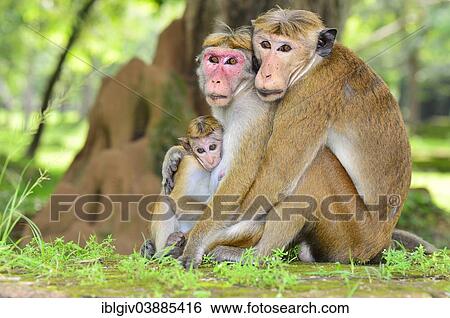 Stock Photograph - "Toque Macaques (Macaca sinica), monkey family, cuddling, Polonnaruwa, North Central Province, Sri Lanka, Asia". Fotosearch