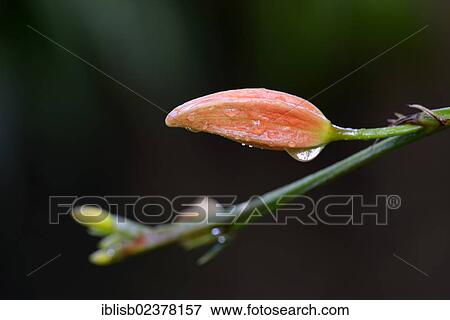 "Torch Ginger (Erythrochiton brasiliensis), bud, South America" View Large Photo Image Stock Photo - "Torch Ginger (Erythrochiton brasiliensis), bud, South America". Fotosearch