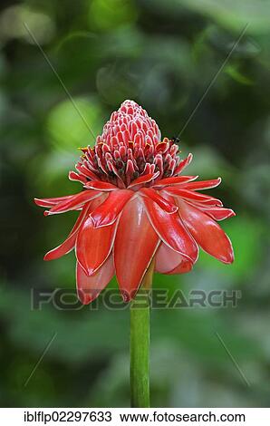 "Torch Ginger (Etlingera elatior), close-up of flowerspike, Trinidad, Trinidad and Tobago, North America" View Large Photo Image Stock Image - "Torch Ginger (Etlingera elatior), close-up of flowerspike, Trinidad, Trinidad and Tobago, North America". Fotosearch