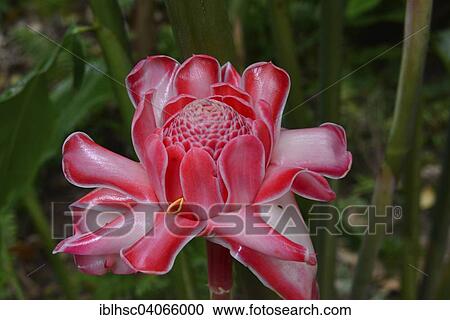 "Torch Ginger (Etlingera elatior), flower, Reunion, Africa" View Large Photo Image Stock Image - "Torch Ginger (Etlingera elatior), flower, Reunion, Africa". Fotosearch