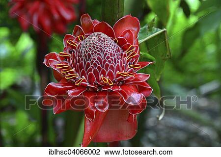 "Torch Ginger (Etlingera elatior), flower, Reunion, Africa" View Large Photo Image Stock Image - "Torch Ginger (Etlingera elatior), flower, Reunion, Africa". Fotosearch