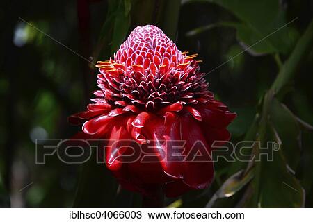 "Torch Ginger (Etlingera elatior), flower, Reunion, Africa" View Large Photo Image Stock Image - "Torch Ginger (Etlingera elatior), flower, Reunion, Africa". Fotosearch