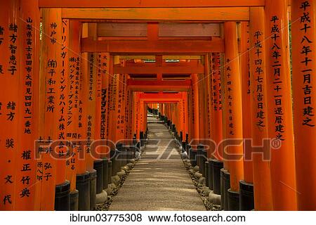 "Torii or gates leading to the inner shrine, Fushimi Inari-taisha shrine, Kyoto, Japan, Asia" View Large Photo Image Stock Photo - "Torii or gates leading to the inner shrine, Fushimi Inari-taisha shrine, Kyoto, Japan, Asia". Fotosearch