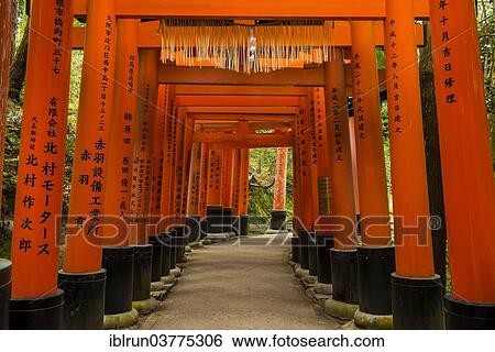 "Torii or gates leading to the inner shrine, Fushimi Inari-taisha shrine, Kyoto, Japan, Asia" View Large Photo Image Stock Photograph - "Torii or gates leading to the inner shrine, Fushimi Inari-taisha shrine, Kyoto, Japan, Asia". Fotosearch