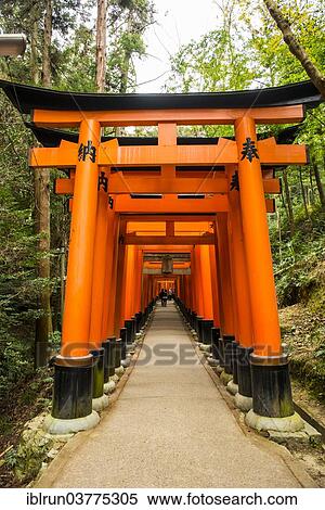 "Torii or gates leading to the inner shrine, Fushimi Inari-taisha shrine, Kyoto, Japan, Asia" View Large Photo Image Stock Photography - "Torii or gates leading to the inner shrine, Fushimi Inari-taisha shrine, Kyoto, Japan, Asia". Fotosearch