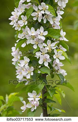 "Toringo Crabapple or Siebold's Crabapple (Malus sieboldii), branch with flowers and leaves, Saxony, Germany, Europe" View Large Photo Image Stock Image - "Toringo Crabapple or Siebold's Crabapple (Malus sieboldii), branch with flowers and leaves, Saxony, Germany, Europe". Fotosearch