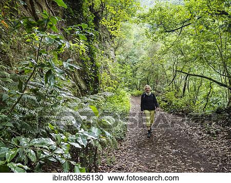 "Tourist hiking in the forest of Los Tilos, La Palma, Canary Islands, Spain, Europe" View Large Photo Image Stock Image - "Tourist hiking in the forest of Los Tilos, La Palma, Canary Islands, Spain, Europe". Fotosearch