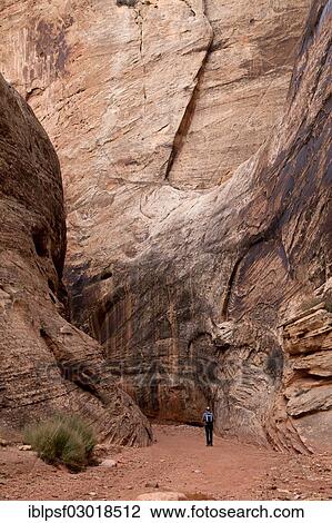 "Tourist on the trail through Grand Wash Gorge, Capitol Reef National Park, Capitol Reef National Park, Utah, United States, North America" View Large Photo Image Stock Image - "Tourist on the trail through Grand Wash Gorge, Capitol Reef National Park, Capitol Reef National Park, Utah, United States, North America". Fotosearch
