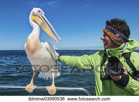 "Tourist stroking a Great White Pelican (Pelecanus onocrotalus), on a boat, Walvis Bay, Namibia, Africa" View Large Photo Image Stock Photograph - "Tourist stroking a Great White Pelican (Pelecanus onocrotalus), on a boat, Walvis Bay, Namibia, Africa". Fotosearch