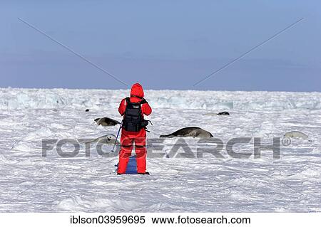 "Tourist with Harp Seals or Saddleback Seals (Pagophilus groenlandicus, Phoca groenlandica) pups and adult animals on pack ice, tourist, wildlife observation, Magdalen Islands, Gulf of Saint Lawrence, Quebec, Canada, North America" View Large Photo Image Stock Photography - "Tourist with Harp Seals or Saddleback Seals (Pagophilus groenlandicus, Phoca groenlandica) pups and adult animals on pack ice, tourist, wildlife observation, Magdalen Islands, Gulf of Saint Lawrence, Quebec, Canada, North America". Fotosearch