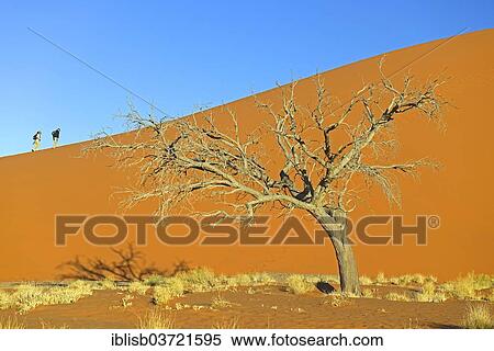 "Tourists climbing Dune 45 in the evening light, Sossusvlei, Namib Desert, Namib Naukluft Park, Namibia, Africa" View Large Photo Image Stock Photography - "Tourists climbing Dune 45 in the evening light, Sossusvlei, Namib Desert, Namib Naukluft Park, Namibia, Africa". Fotosearch