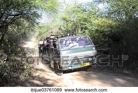 "Tourists in an open jeep on a tiger safari Ranthambhore Tiger Reserve, Ranthambore National Park, Sawai Madhopur District, Rajasthan, India, Asia" View Large Photo Image Stock Photo - "Tourists in an open jeep on a tiger safari Ranthambhore Tiger Reserve, Ranthambore National Park, Sawai Madhopur District, Rajasthan, India, Asia". Fotosearch