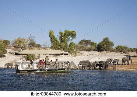 "Tourists on a boat cruise on the Chobe River observe a breeding herd of African Elephants (Loxodonta africana) drinking at the river bank, Chobe National Park, Botswana, Africa" View Large Photo Image Stock Image - "Tourists on a boat cruise on the Chobe River observe a breeding herd of African Elephants (Loxodonta africana) drinking at the river bank, Chobe National Park, Botswana, Africa". Fotosearch