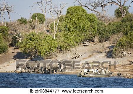 "Tourists on a boat cruise on the Chobe River observe a breeding herd of African Elephants (Loxodonta africana) drinking at the river bank, Chobe National Park, Botswana, Africa" View Large Photo Image Stock Photo - "Tourists on a boat cruise on the Chobe River observe a breeding herd of African Elephants (Loxodonta africana) drinking at the river bank, Chobe National Park, Botswana, Africa". Fotosearch