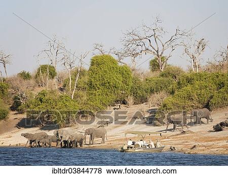 "Tourists on a boat cruise on the Chobe River observe a breeding herd of African Elephants (Loxodonta africana) drinking at the river bank, Chobe National Park, Botswana, Africa" View Large Photo Image Stock Photo - "Tourists on a boat cruise on the Chobe River observe a breeding herd of African Elephants (Loxodonta africana) drinking at the river bank, Chobe National Park, Botswana, Africa". Fotosearch