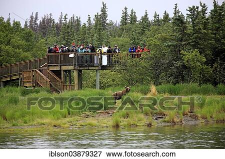 "Tourists on an observation deck watching a Grizzly Bear (Ursus arctos horribilis), Brooks River, Alaska, USA" View Large Photo Image Stock Photo - "Tourists on an observation deck watching a Grizzly Bear (Ursus arctos horribilis), Brooks River, Alaska, USA". Fotosearch