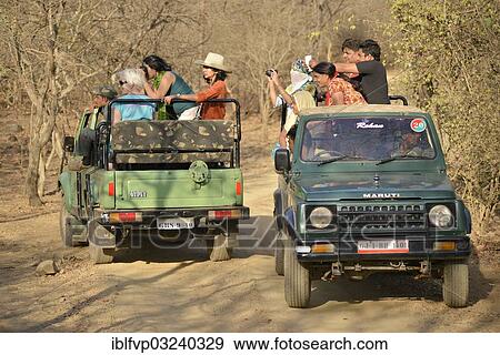 "Tourists on safari vehicles, Gir Forest National Park, Gir Sanctuary, Gujarat, India, Asia" View Large Photo Image Stock Photo - "Tourists on safari vehicles, Gir Forest National Park, Gir Sanctuary, Gujarat, India, Asia". Fotosearch