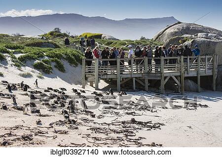 Stock Image - "Tourists on the boardwalk behind a penguin colony, Jackass Penguins or African Penguins (Spheniscus demersus), Boulders Beach, Simon's Town, Western Cape, South Africa, Africa". Fotosearch