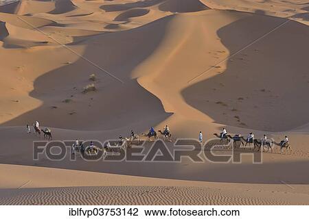 "Tourists riding camels in the dunes, Sahara, Merzouga, Meknes-Tafilalet region, Morocco, Africa" View Large Photo Image Stock Image - "Tourists riding camels in the dunes, Sahara, Merzouga, Meknes-Tafilalet region, Morocco, Africa". Fotosearch