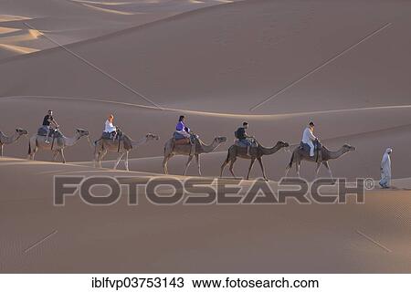 "Tourists riding camels in the dunes, Sahara, Merzouga, Meknes-Tafilalet region, Morocco, Africa" View Large Photo Image Stock Image - "Tourists riding camels in the dunes, Sahara, Merzouga, Meknes-Tafilalet region, Morocco, Africa". Fotosearch