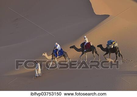 "Tourists riding camels in the dunes, Sahara, Merzouga, Meknes-Tafilalet region, Morocco, Africa" View Large Photo Image Stock Image - "Tourists riding camels in the dunes, Sahara, Merzouga, Meknes-Tafilalet region, Morocco, Africa". Fotosearch