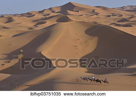 "Tourists riding camels in the dunes, Sahara, Meknes-Tafilalet region, Morocco, Africa" View Large Photo Image Stock Photography - "Tourists riding camels in the dunes, Sahara, Meknes-Tafilalet region, Morocco, Africa". Fotosearch