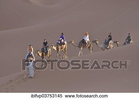 "Tourists riding camels in the dunes, Sahara, Merzouga, Meknes-Tafilalet region, Morocco, Africa" View Large Photo Image Stock Photography - "Tourists riding camels in the dunes, Sahara, Merzouga, Meknes-Tafilalet region, Morocco, Africa". Fotosearch