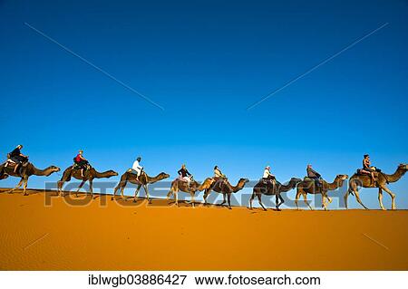 "Tourists riding camels on the sand dunes of Erg Chebbi, Sahara Desert, Southern Morocco, Morocco, Africa" View Large Photo Image Stock Photo - "Tourists riding camels on the sand dunes of Erg Chebbi, Sahara Desert, Southern Morocco, Morocco, Africa". Fotosearch