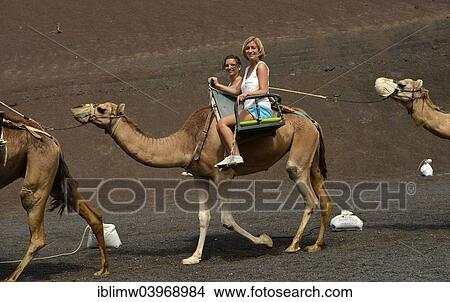 Picture - "Tourists riding on a dromedary, Montanas del Fuego, Timanfaya National Park, Lanzarote, Canary Islands, Spain, Europe". Fotosearch
