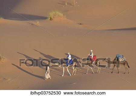 "Tourists riding on camels in the dunes, Great Sand Sea, Sahara, Merzouga, Meknes-Tafilalet region, Morocco, Africa" View Large Photo Image Stock Image - "Tourists riding on camels in the dunes, Great Sand Sea, Sahara, Merzouga, Meknes-Tafilalet region, Morocco, Africa". Fotosearch