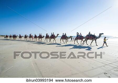 "Tourists riding on camels on Cable Beach, Broome, Western Australia" View Large Photo Image Picture - "Tourists riding on camels on Cable Beach, Broome, Western Australia". Fotosearch