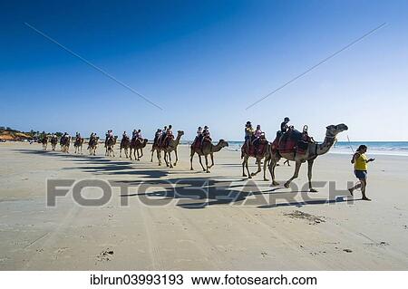 "Tourists riding on camels on Cable Beach, Broome, Western Australia" View Large Photo Image Stock Image - "Tourists riding on camels on Cable Beach, Broome, Western Australia". Fotosearch