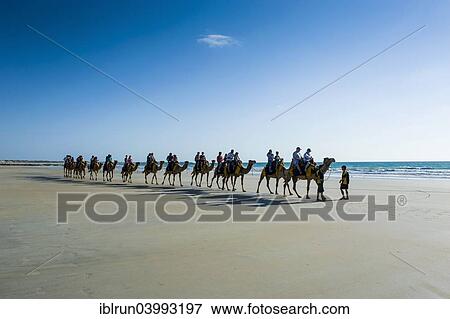 "Tourists riding on camels on Cable Beach, Broome, Western Australia" View Large Photo Image Stock Photo - "Tourists riding on camels on Cable Beach, Broome, Western Australia". Fotosearch