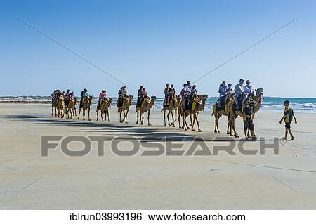 "Tourists riding on camels on Cable Beach, Broome, Western Australia" View Large Photo Image Stock Photograph - "Tourists riding on camels on Cable Beach, Broome, Western Australia". Fotosearch