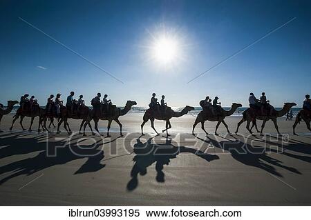 "Tourists riding on camels on Cable Beach, Broome, Western Australia" View Large Photo Image Stock Photography - "Tourists riding on camels on Cable Beach, Broome, Western Australia". Fotosearch