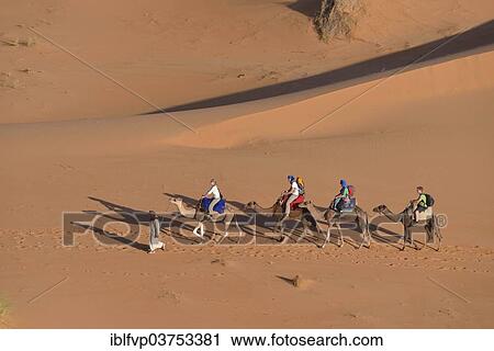 "Tourists riding on camels through the dunes, Sahara, Merzouga, Meknes-Tafilalet region, Morocco, Africa" View Large Photo Image Stock Image - "Tourists riding on camels through the dunes, Sahara, Merzouga, Meknes-Tafilalet region, Morocco, Africa". Fotosearch