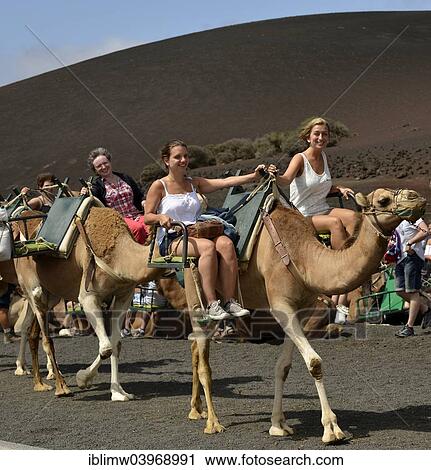 "Tourists riding on dromedaries, Montanas del Fuego, Timanfaya National Park, Lanzarote, Canary Islands, Spain, Europe" View Large Photo Image Stock Image - "Tourists riding on dromedaries, Montanas del Fuego, Timanfaya National Park, Lanzarote, Canary Islands, Spain, Europe". Fotosearch