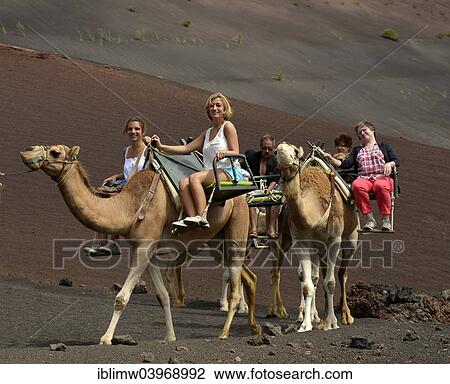 "Tourists riding on dromedaries, Montanas del Fuego, Timanfaya National Park, Lanzarote, Canary Islands, Spain, Europe" View Large Photo Image Stock Image - "Tourists riding on dromedaries, Montanas del Fuego, Timanfaya National Park, Lanzarote, Canary Islands, Spain, Europe". Fotosearch