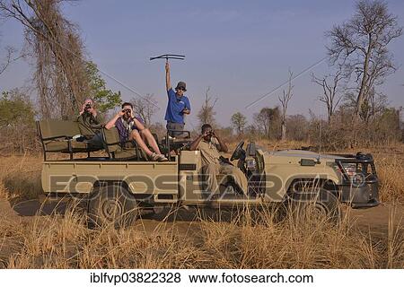 "Tourists using telemetry devices to track big cats, Nsefu Sector, South Luangwa National Park, Zambia, Africa" View Large Photo Image Stock Photo - "Tourists using telemetry devices to track big cats, Nsefu Sector, South Luangwa National Park, Zambia, Africa". Fotosearch