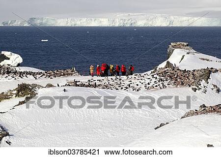 "Tourists watching a penguin colony, Devil Island, Weddell Sea, Antarctica" View Large Photo Image Stock Image - "Tourists watching a penguin colony, Devil Island, Weddell Sea, Antarctica". Fotosearch